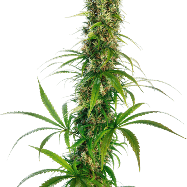 Michka - Sensi Seeds