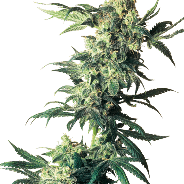 Northern Lights - Sensi Seeds