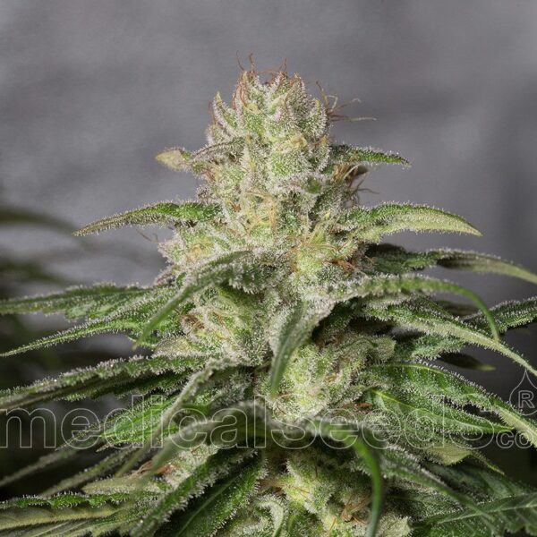 OG Kush CBD - Medical Seeds