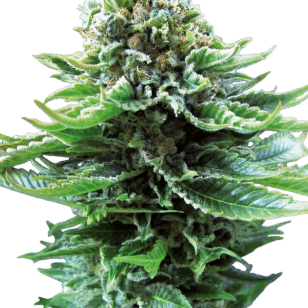 Northern Lights Auto - Sensi Seeds