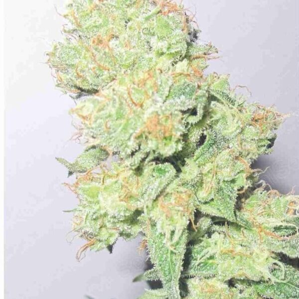 Y Griega CBD 2.0 - Medical Seeds