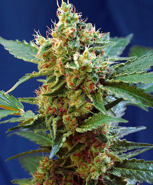 Cream Mandarine XL Auto - Sweet Seeds