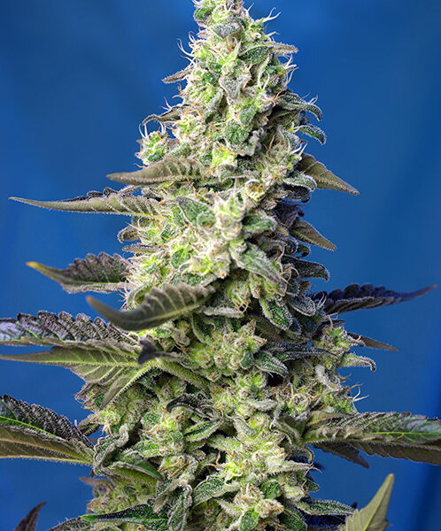 Green Poison XL Auto - Sweet Seeds
