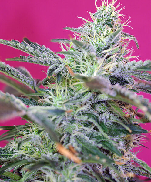 Sweet Cheese Auto - Sweet Seeds