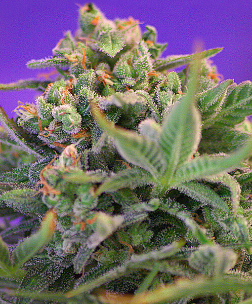 Sweet Cheese F1 - Sweet Seeds