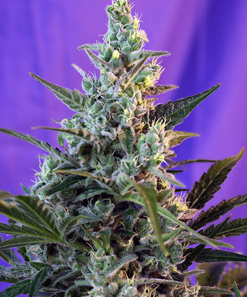 Sweet Skunk F1 - Sweet Seeds