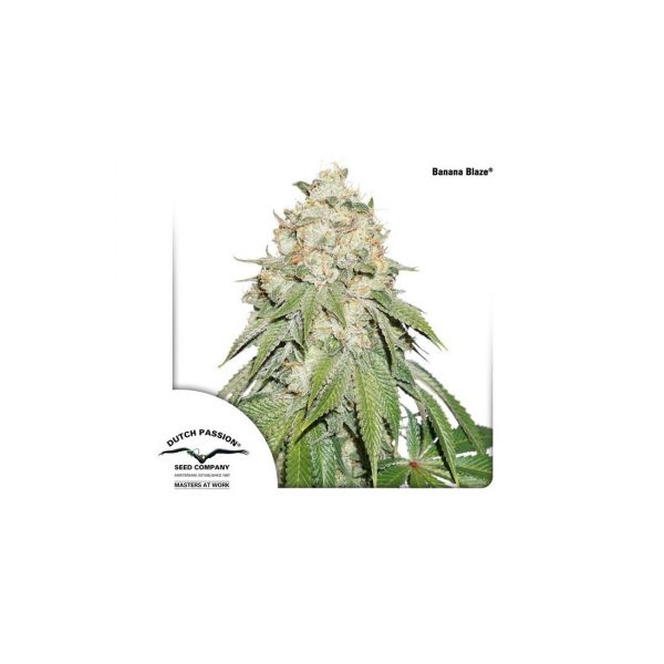 Banana Blaze - Dutch Passion