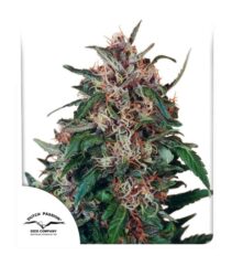 semillas dutch passion