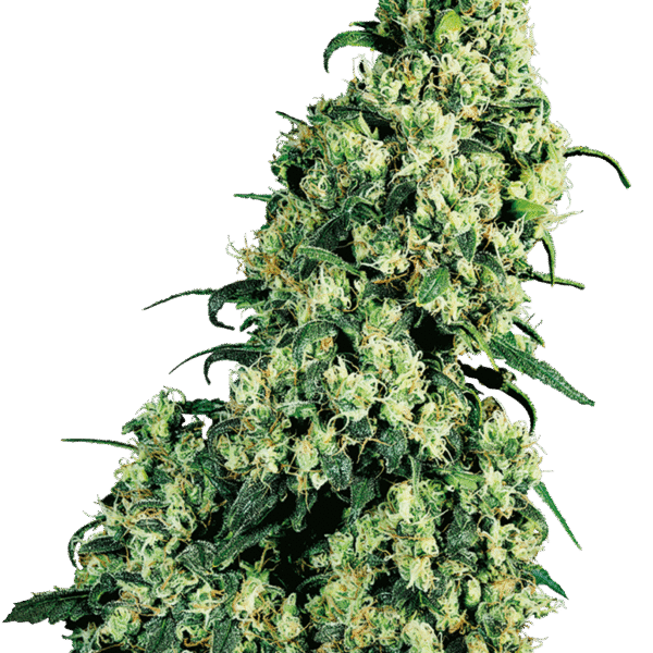Skunk #1 - Sensi Seeds