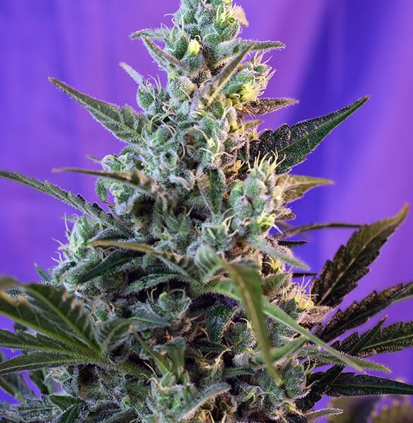 Sweet Skunk Auto - Sweet Seeds