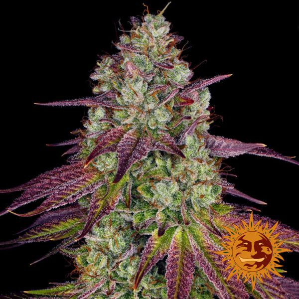 Mimosa Evo - Barney's Farm