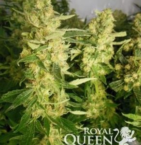 Royal Madre - Royal Queen Seeds