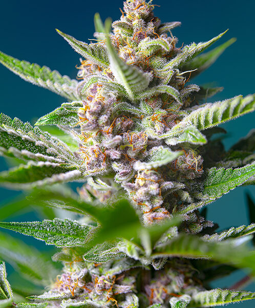 Purple Punch OG - Sweet Seeds