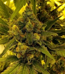 Envase de semillas 1024 de Medical Seeds, genética feminizada sativa dominante de alto THC