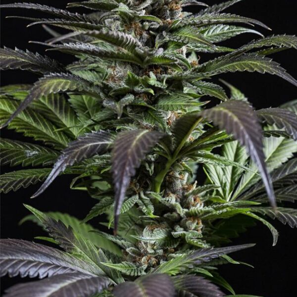 Purps #1 2X1 - Dinafem Seeds