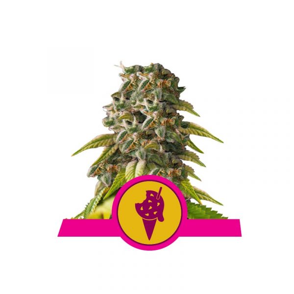 Cookies Gelato - Royal Queen Seeds