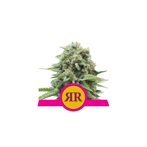 Royal Runtz - Royal Queen Seeds