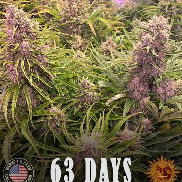 Wedding Cake Auto - Barney's Farm