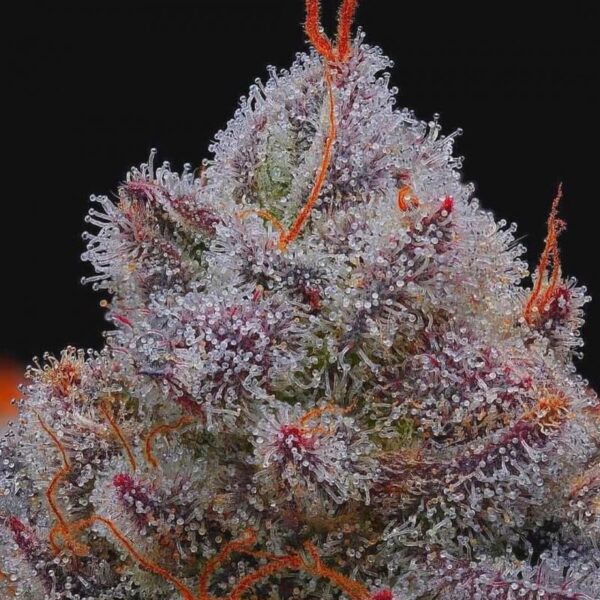 El Xupet Negre - R-Kiem Seeds
