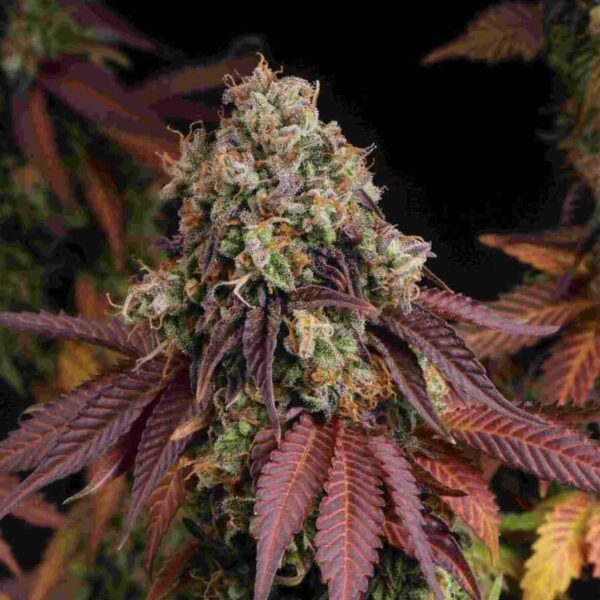 Gelato 41 - Seedstockers