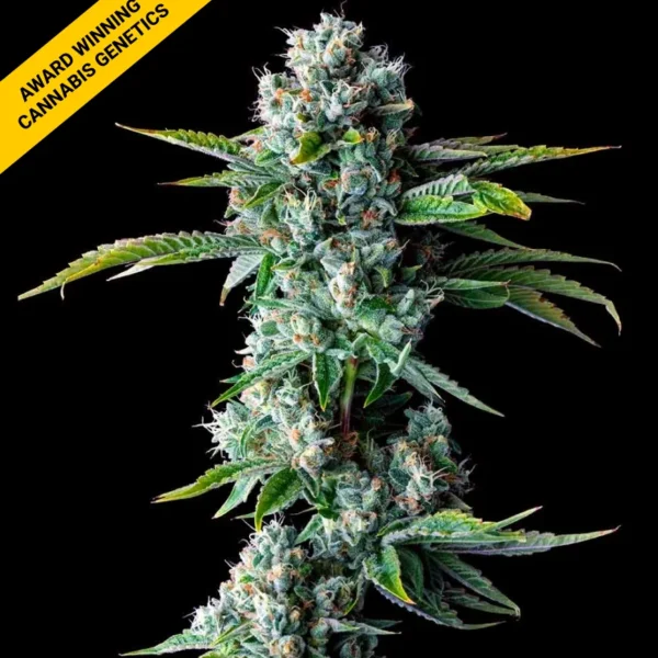 Skywalker Kush - DNA Genetics