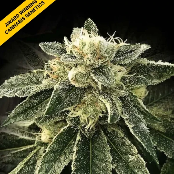 White Chocolope - DNA Genetics