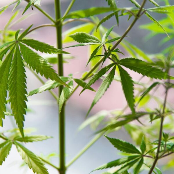 Nutrientes para Cannabis NPK