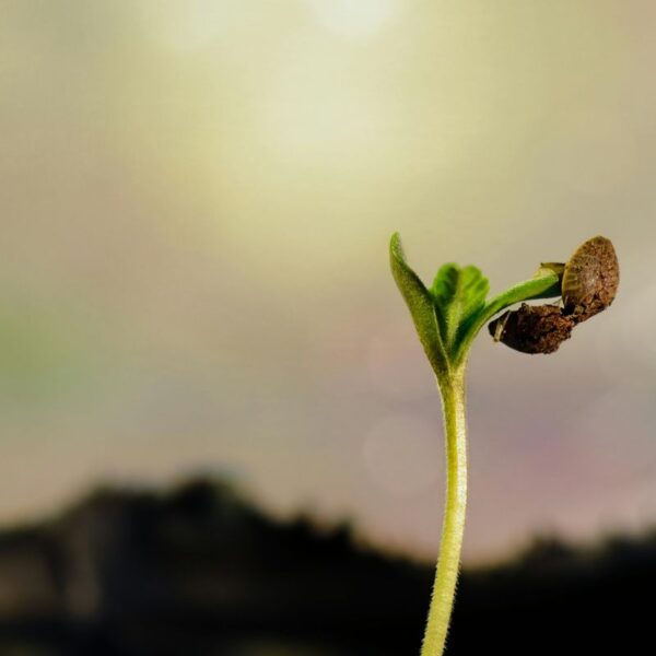 ciclo de vida del cannabis: semilla de cannabis germinando