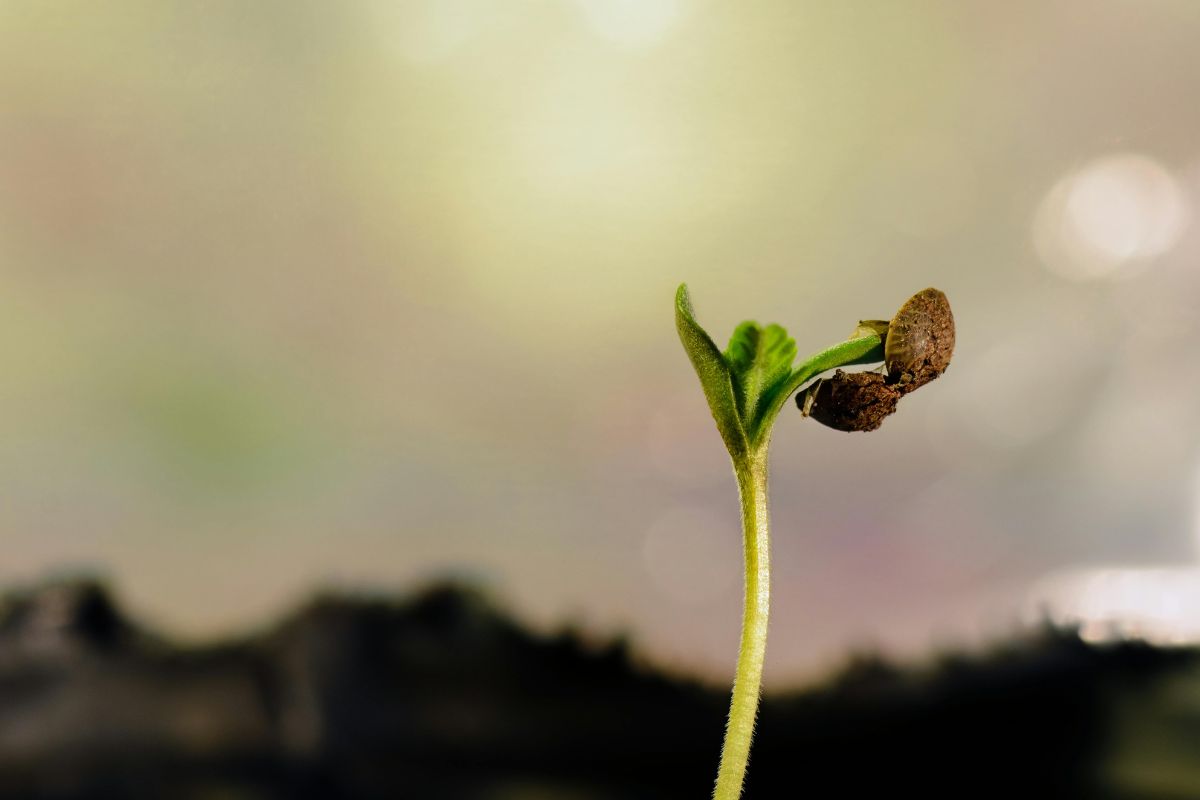 ciclo de vida del cannabis: semilla de cannabis germinando