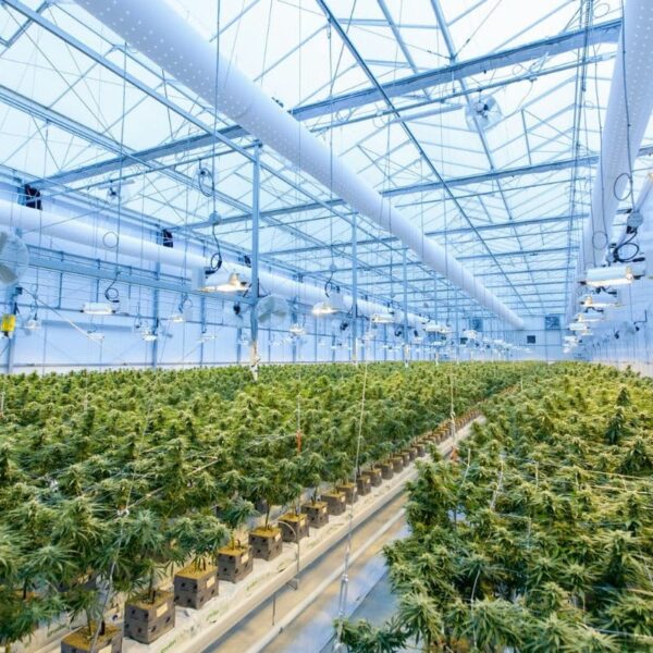 Cultivo de Cannabis en Chile