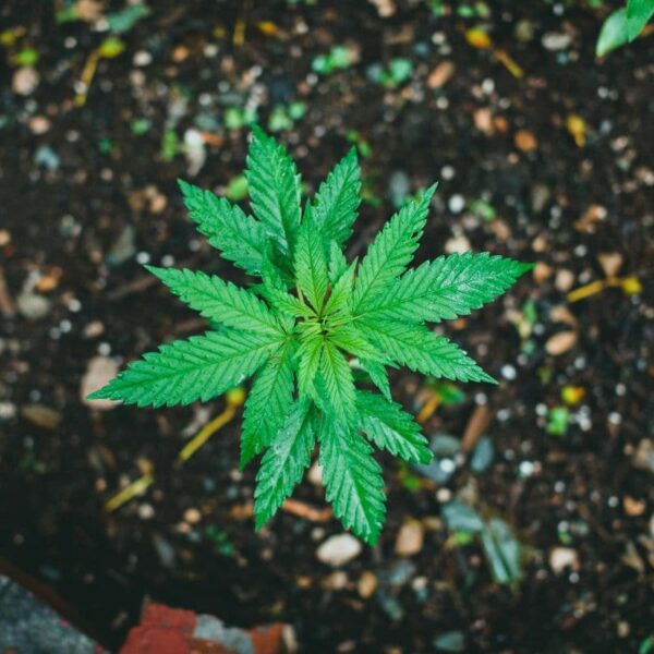 como-preparar-tierra-para-cannabis